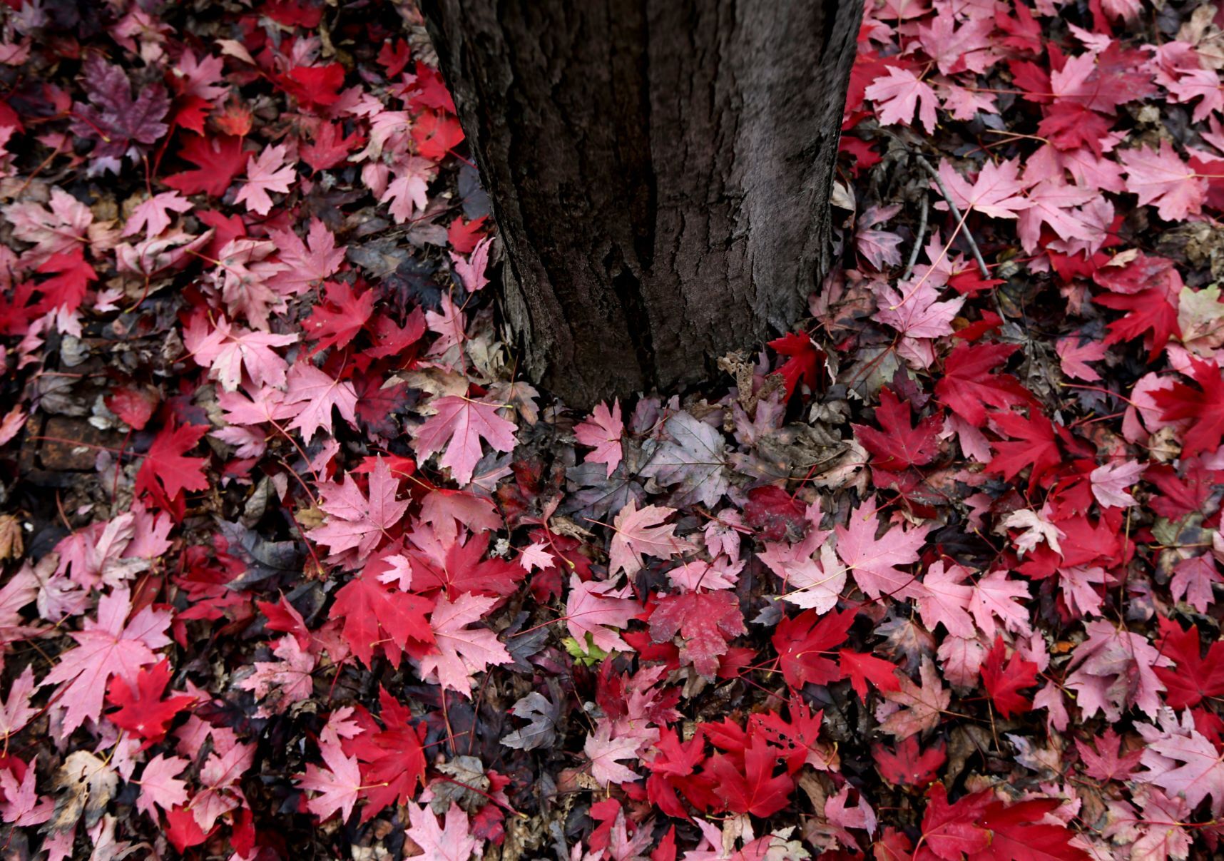 Fall colors in urban St. Louis